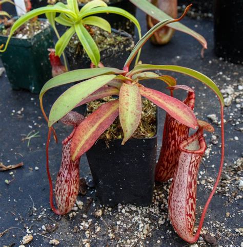 Like its two parent species, it is endemic to the philippines. Nepenthes spectabilis x ventricosa, BE-3373 | Carnivorous ...