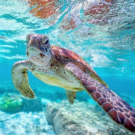 Soooo Beautiful💚💚💙💚 Found This Loving Turtle Photo While Browsing