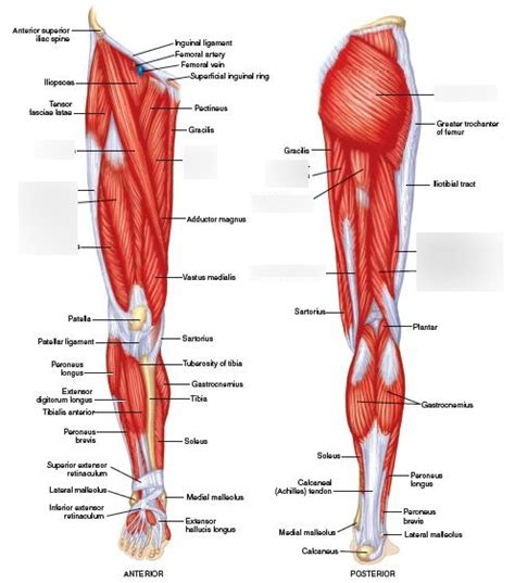Muscles Of The Hip And Upper Leg Diagram Quizlet