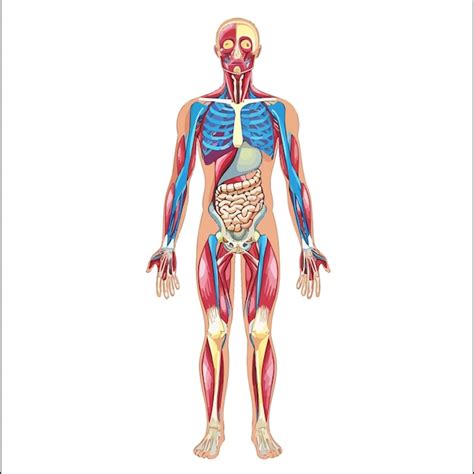 Anatomia Do Corpo Humano Vetor Premium