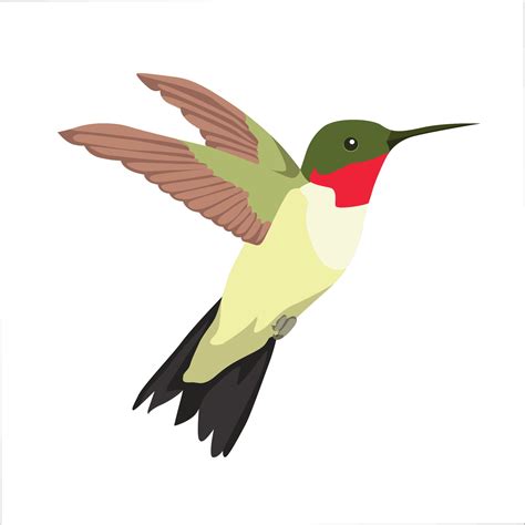Humming Bird Vector Art Icons And Graphics For Free Download