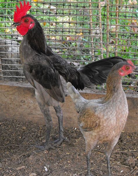Ornamental Chicken Breeds Contest Grand Champ And Reserve Champ