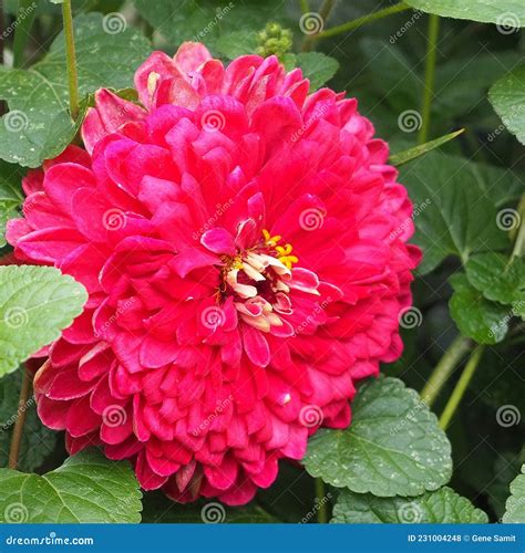 The Bright Red Flower Looks Beautiful With The Green Leaves Stock