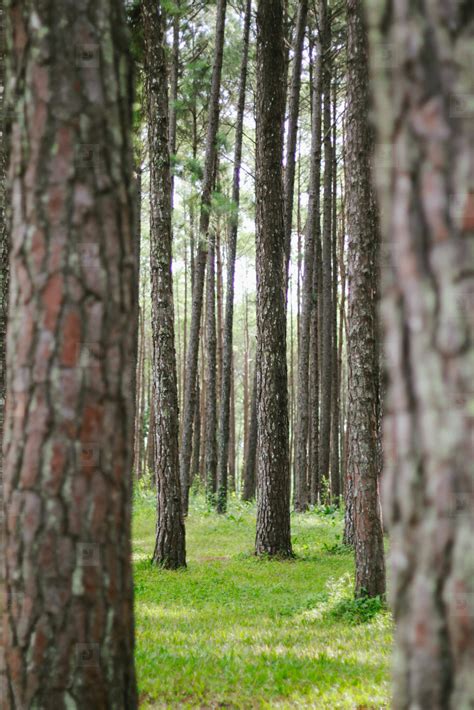 Close Up Of A Pine Tree Stock Photo 103785 Youworkforthem