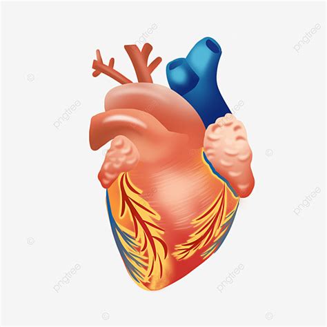 Cardiaque Cardiaque Cartoon Cardiaque Le Matériau De Coeur Fichier
