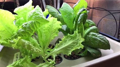 How To Grow Lettuce Using The Kratky Method From Seed To Harvest Youtube