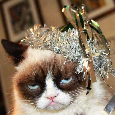 59 Best New Years Cats Images On Pinterest