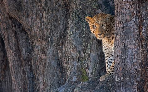 Male Leopard In Linyanti Wildlife Reserve Botswana Bing Wallpapers