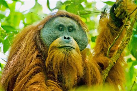Rarest Great Ape On Earth Could Soon Go Extinct Digital Kurier