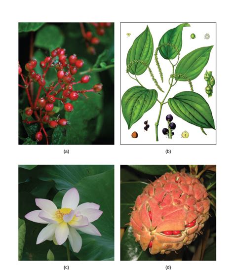 263d Diversity Of Angiosperms Biology Libretexts