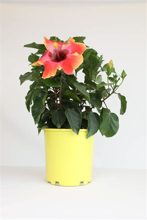 Hibiscus Sunset Sunscape Tropical Plants At