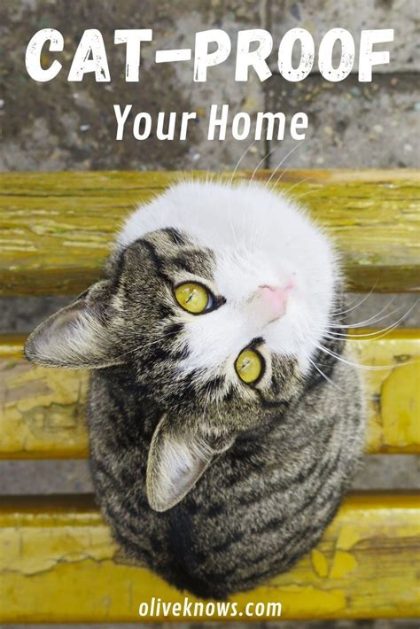 How To Cat Proof Your Home Oliveknows Cat Proofing Cat Training