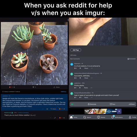 Beer money is among the many most popular subreddits on the site. Reddit is cool : succulents
