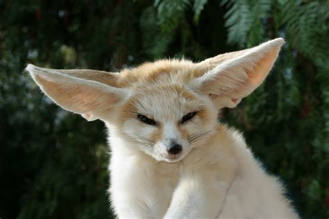 The Cuteness That Is The Fennec Fox Fennec Foxes Photo 19305761