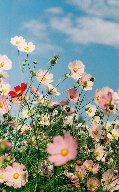 You Belong Among The Wildflowers Flowers Nature Flower Aesthetic