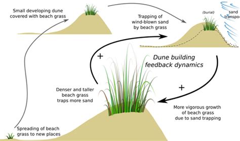 Dune Formation Ecoshape