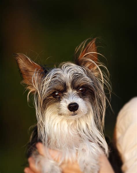 Chinese Crested Dog Breed Information Pictures Characteristics