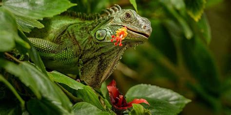 We'll do a brief interview with you to find out the size of your house and some other basics. What plant do iguanas hate? Here are plants that iguanas ...