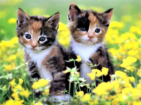 Background Images Kittens Background Wallpaper