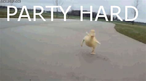Party Hard Party Hard Know Your Meme