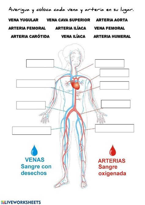 El Aparato Circulatorio Ficha Interactiva Dibujo Del Aparato Images