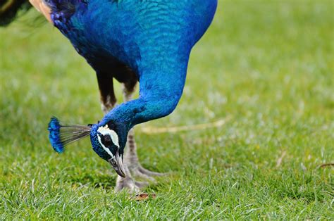 图片素材 性质 鸟 翅膀 草坪 野生动物 绿色 喙 多彩 羽毛 动物群 孔雀 家禽 脊椎动物 美丽 法案