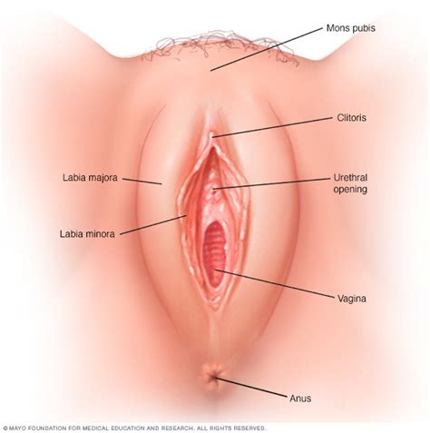 Vagina lo que es típico y lo que no lo es Middlesex Health