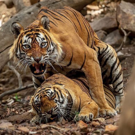 Bengal Tiger Mating Allaboutcatteryus