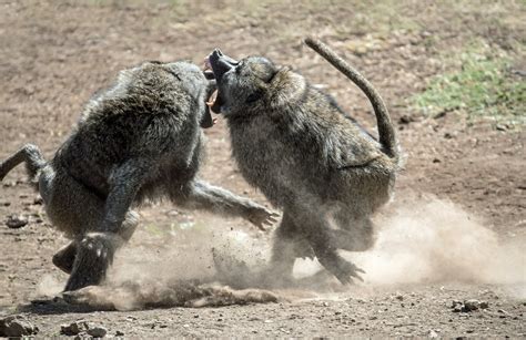 Aggression Is A Common Behavior Both Among Humans And Other Animals