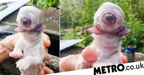 One Eyed Cyclops Puppy With Two Tongues Born In Philippines Metro News