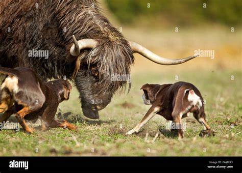 Two Dogs Adult Dogs Hi Res Stock Photography And Images Alamy