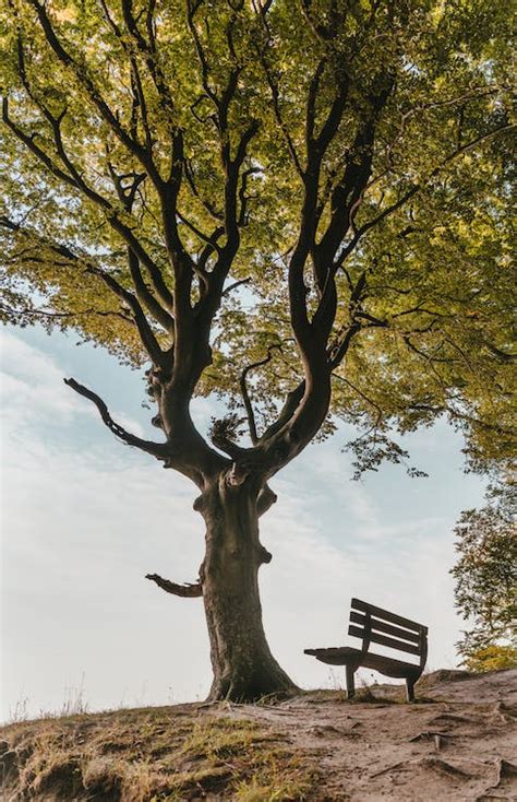 100000 Best Tree Photos · 100 Free Download · Pexels Stock Photos