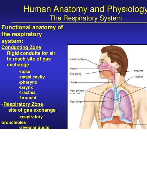 Functionally The System Consists Of 2 Zones 1 Respiratory Zone