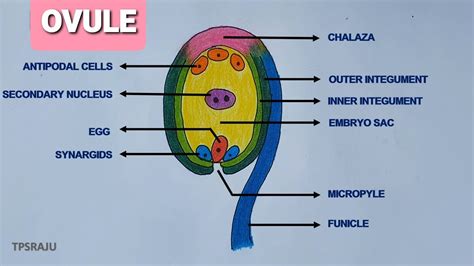How To Draw Ovule Diagram Easily Structure Of Ovule In Plants Youtube