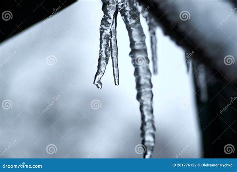 Icicles And A Drop Of Melt Water Snow Melting Stock Photo Image Of