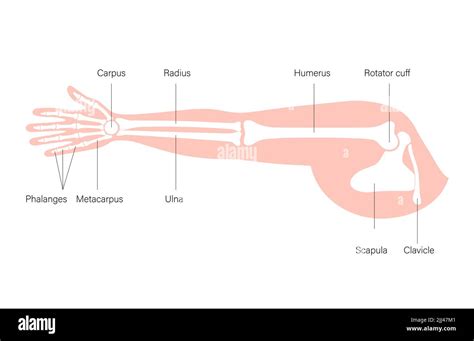 Arm Anatomy Illustration Stock Photo Alamy