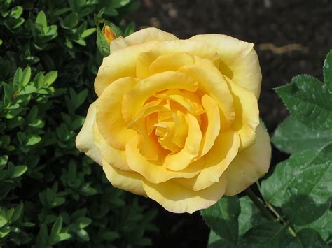 Oregold Yellow Rose In A Napa Valley Garden Beautiful Flowers
