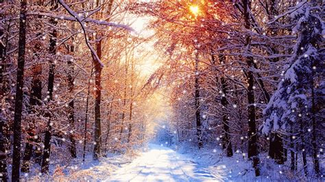 Road In The Winter Forest Wallpaper 1366x768 Snow 958×539
