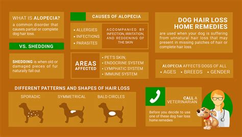 Dog Hair Loss Home Remedies Top Dog Tips