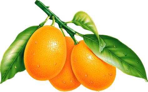 Download Oranges Orange Png Image Download Hq Png Image Freepngimg
