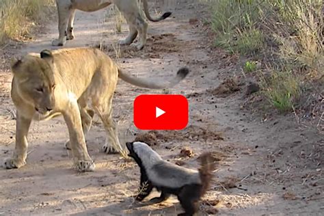 Group Of Lions Backs Down From Ferocity Of A Honey Badger Wide Open Spaces