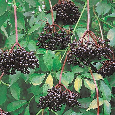 Johns Elderberry Perennial Shrub Sambucus Native 325 Pot Hirt