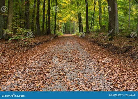 Path Through The Forest Covered With Yellow Leaves And Yellowing Trees