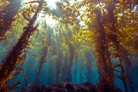 Discover More About Sea Kelp
