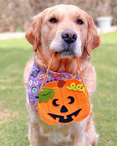15 Golden Retriever Costumes To Win At Halloween The Dogman