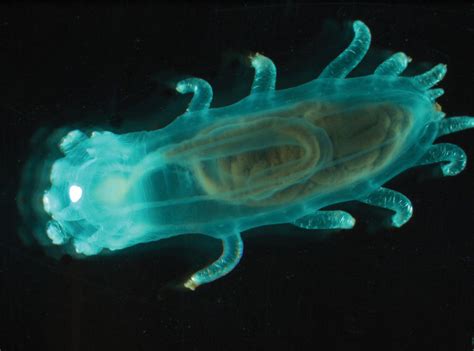 Sea Cucumber Echinoderm Anatomy And Adaptations Britannica