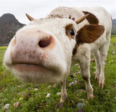 18 Cows You Cant Believe Are Even Real Funny Cow Pictures Cows