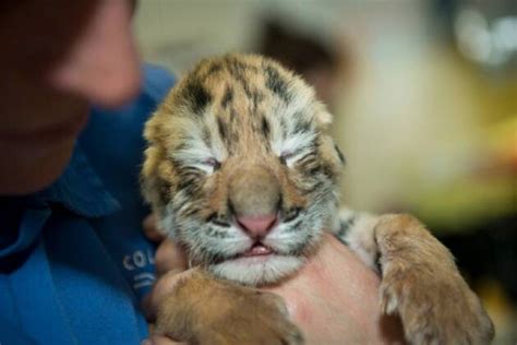 Utterly Cute Three Amur Tiger Cubs Born On Earth Day At Columbus Zoo