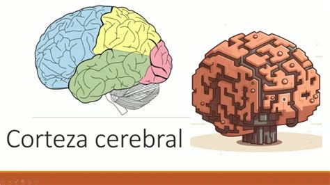 Funci N De La Corteza Cerebral