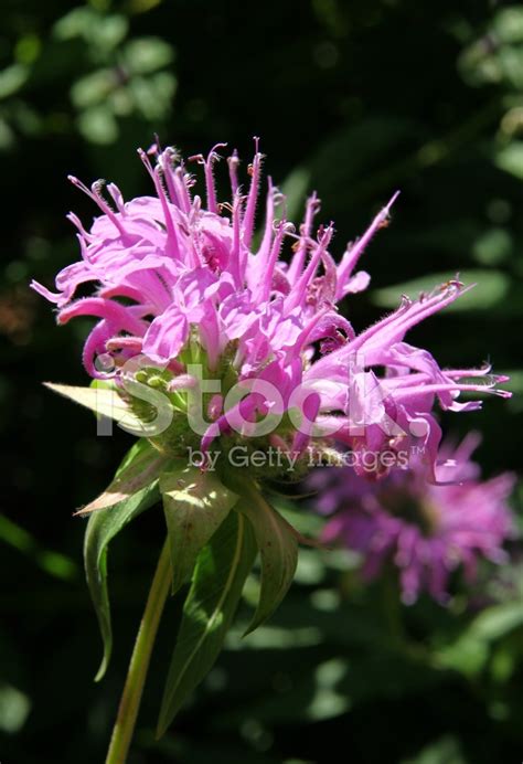 Pretty Pink Flower In Sunshine Close Up Stock Photo Royalty Free
